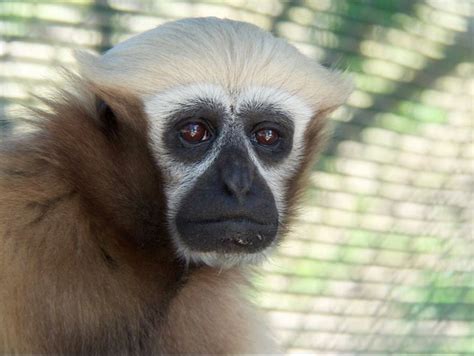 List of GCC Gibbons - Gibbon Conservation Center