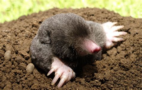 Moles Animal