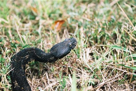 Timber Rattlesnake Bite Dog