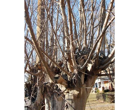 The proper way to prune crape myrtles - Salisbury Post | Salisbury Post