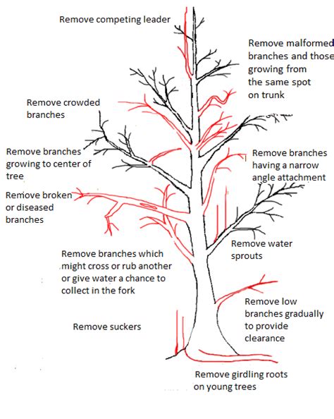 Tree Trimming And Pruning Tips - Electric Chainsaw World