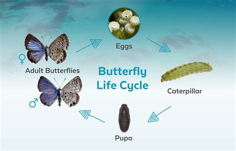 Common Blue Butterfly Caterpillar