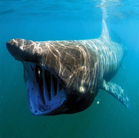 Basking shark | Size, Habitat, Diet, & Facts | Britannica