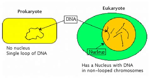 Compare Prokaryotic Cells to Eukaryote Cells - Science News