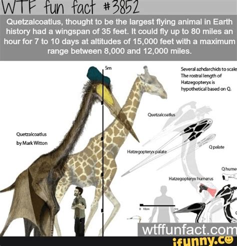 Quetzalcoatlus, thought to be the largest flying animal in Earth ...