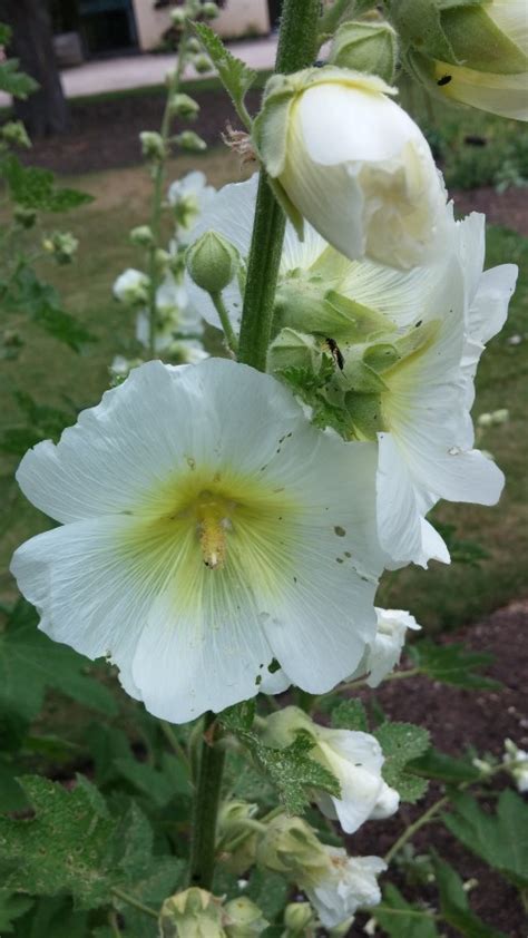 Alcea rugosa on PlantPlaces.com