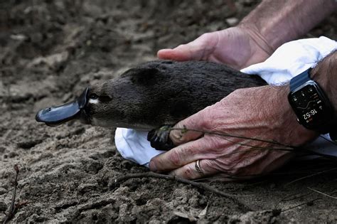 Platypus returns to Australia’s oldest national park for first time in ...