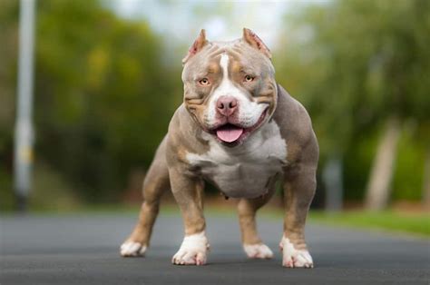 Pocket Bully: dog breed characteristics & care