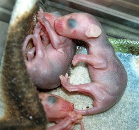 What Does a Baby Opossum Look Like? – Walden's Puddle