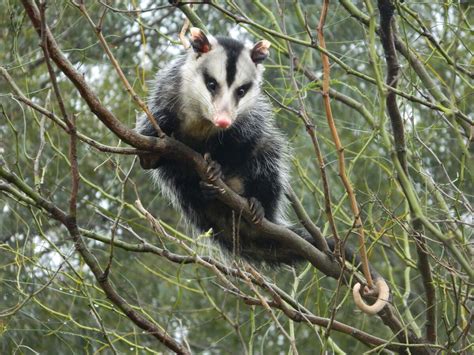 White-eared Opossum | NatureRules1 Wiki | Fandom