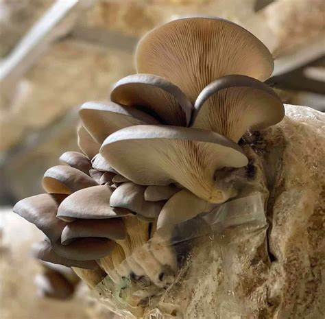 How to Grow Mushrooms - 5 Steps to Success - Hydroponic Container Farms ...