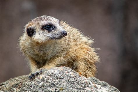 16 Magical Facts About Meerkats - Fact City