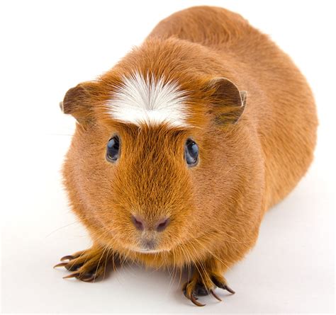 Guinea Pig Breeds