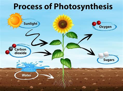 Photosynthesis Overview Worksheets