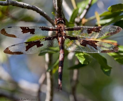 Libellules de France et dAilleurs - DRAGONFLY WORLD: Hanging with a ...