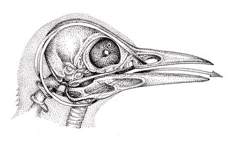 Woodpecker skull with hyoid structure and tongue - Lizzie Harper