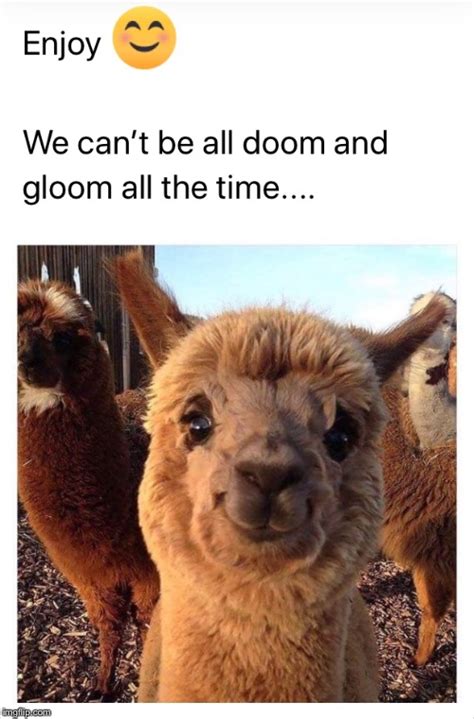 alpaca Memes & GIFs - Imgflip