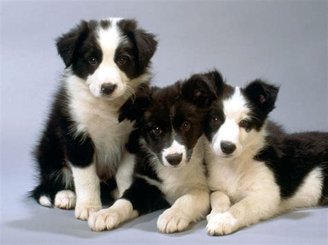 The Workaholic of the Dog World - Is the Border Collie Right for You ...