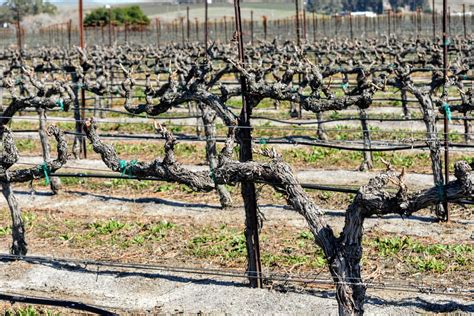 FEBRUARY 2020: Vineyard Dormancy, Maintenance, & Weather - McGrail ...