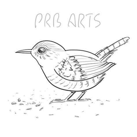 How to Draw a Wren - PRB ARTS