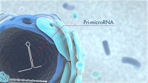 Discover microRNA origins and the latest technology for miRNA research ...