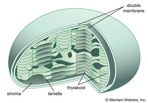 chloroplast summary | Britannica