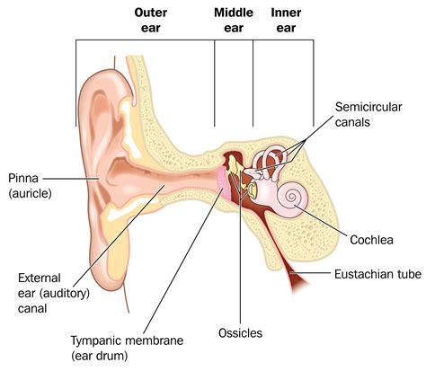 Anatomy Of The Ear