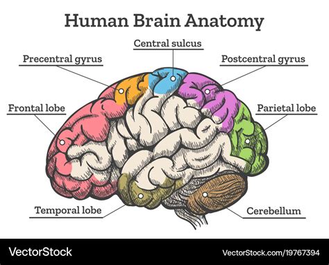 Human Brain Sketch Diagram