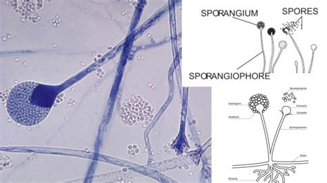 Sporangium - Definition, Characteristics, Structure, Importance ...