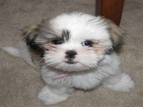 Shih Tzu Puppies