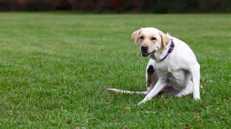 Seasonal Allergies in Dogs | PetMD