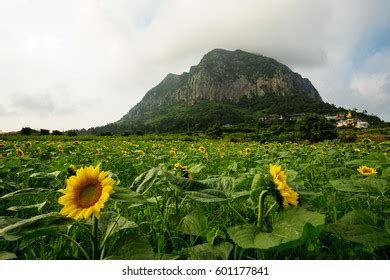 Jeju Island Volcano: Over 8,459 Royalty-Free Licensable Stock Photos ...