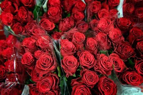 Warning issued to anyone who buys roses for Valentine's Day - Liverpool ...