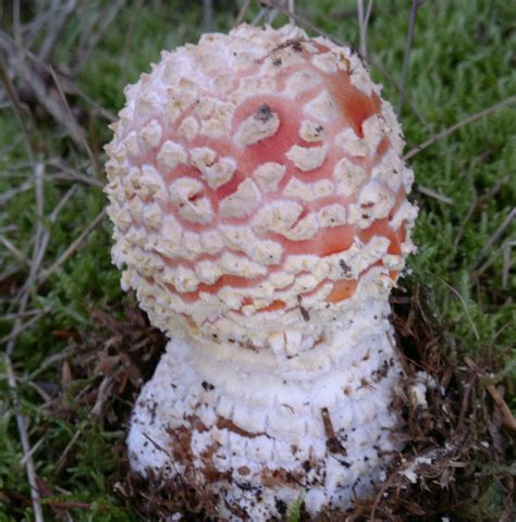 Puffballs – Identification, Distribution, Edibility – Galloway Wild Foods