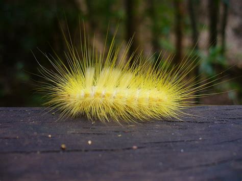 Spiky Caterpillar on a Rail Photograph by Kchink Flinch - Fine Art America