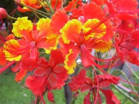 50 Pride of Barbados Seeds | Etsy