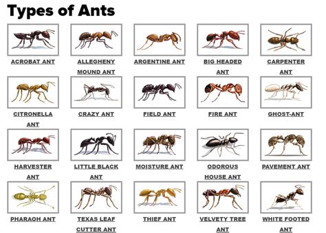 Houston Ant Control - Houston Pest Control Bug N Out