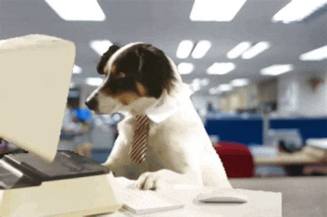 Working Dog Monday GIF by Justin