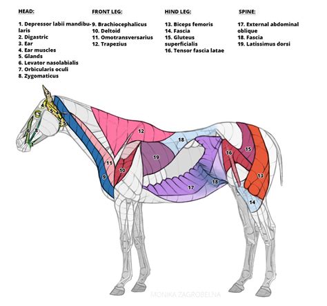 Horse Anatomy for Artists: Skeleton and Muscle Diagrams – Monika Zagrobelna