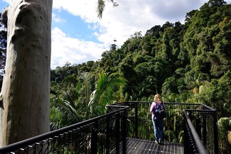 Tamborine Forest Skywalk Mt Tamborine | Must Do Gold Coast