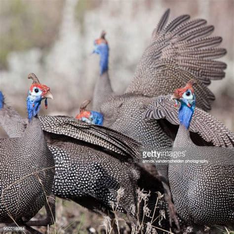 371 Guinea Fowl Colors Stock Photos, High-Res Pictures, and Images ...