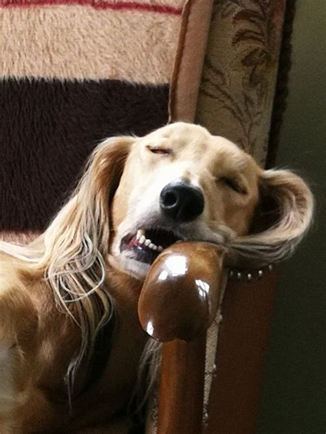 Funny Dog Sleeping | Funny dog faces, Cute dogs images, Sleeping dogs