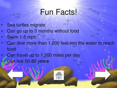 PPT - Sea Animals PowerPoint Presentation, free download - ID:2125286