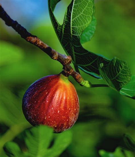 Fig tree - planting, pruning and harvesting figs, and why it doesn't ...