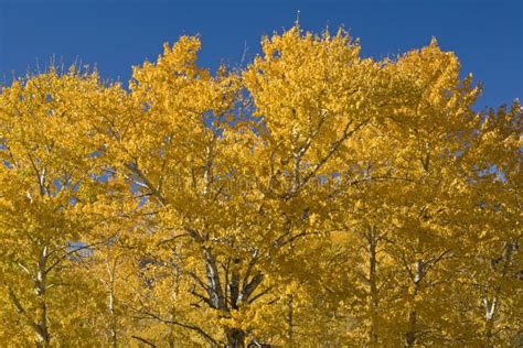 Cottonwood Trees In The Fall Stock Photo - Image: 12912320