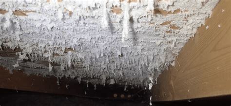 How To Get Rid Of White Mold Effectively In Your Home