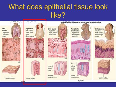 PPT - Epithelial tissue PowerPoint Presentation, free download - ID:3151398