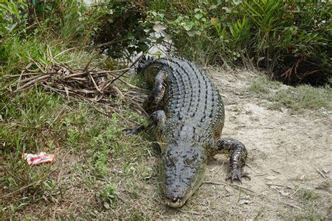 Sundarbans Wildlife