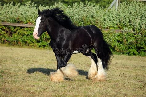 Black Shire horse stock image. Image of shiny, black - 14007795