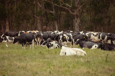 How to Start Sustainable Dairy Farming: Benefits and How to Reduce Your ...